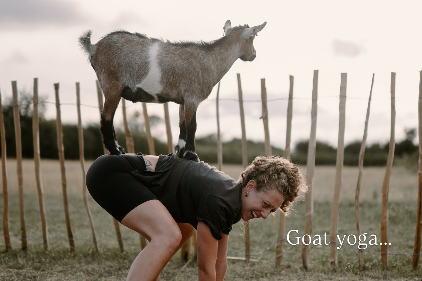 Goat yoga in a field